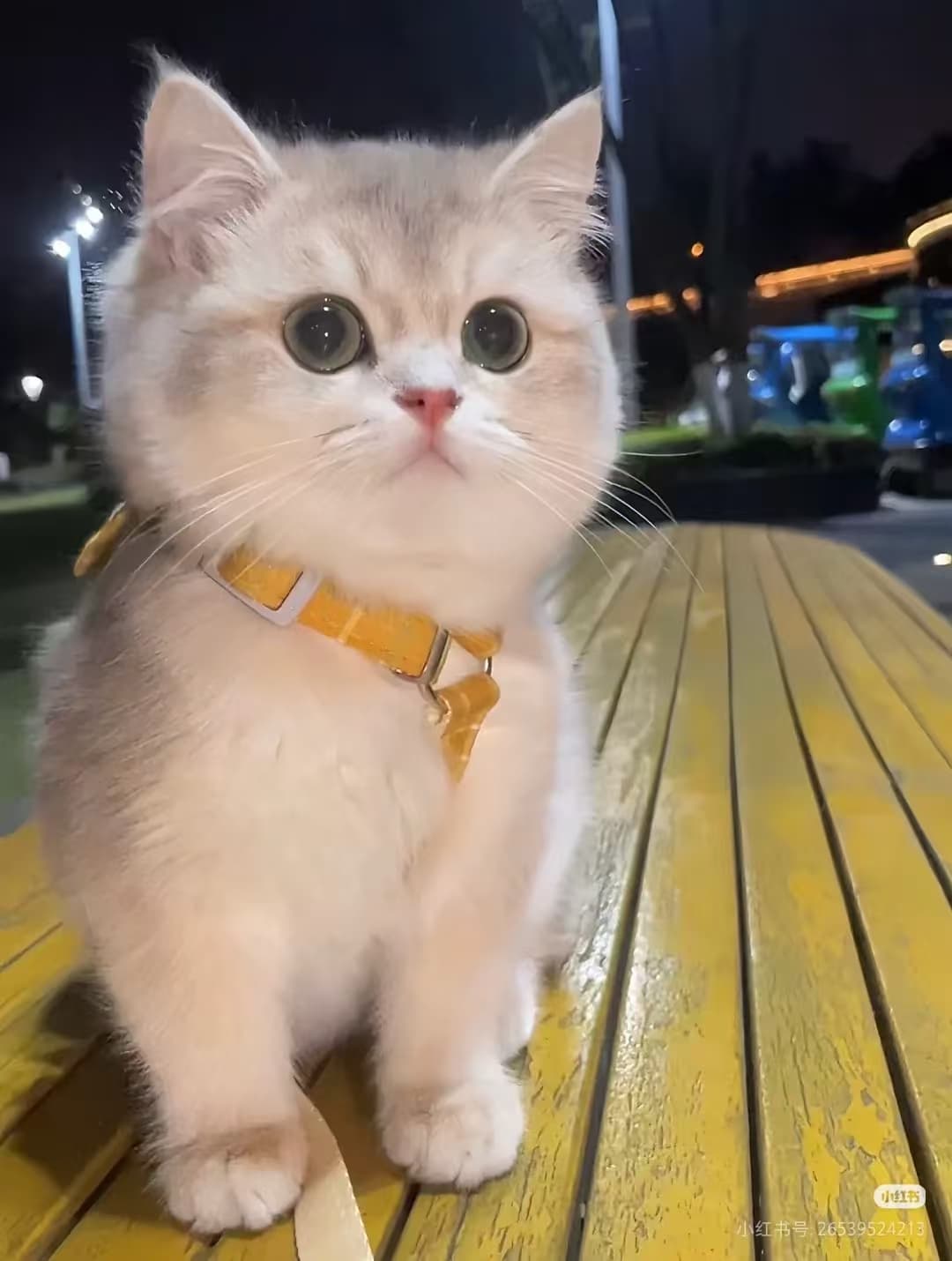 Pippin memorial portrait